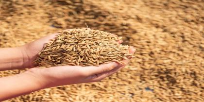 Rice Seeds